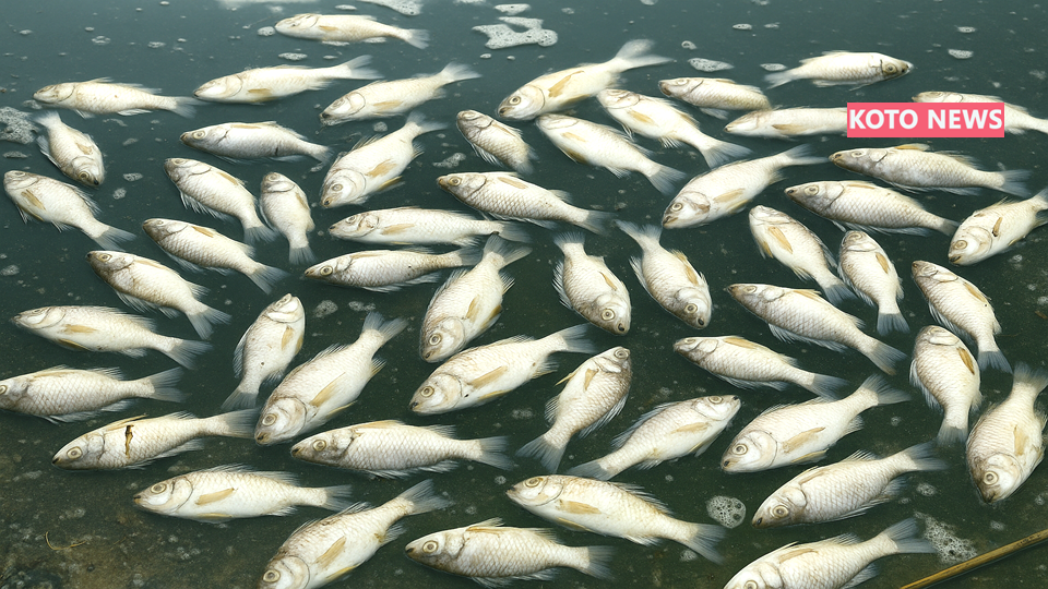 Fishes in Ramsevak Nishad’s pond : रामसेवक निषाद के तालाब में मछलियों की रहस्यमयी मौत से टूटा आजीविका का सहारा, प्रशासनिक जांच जारी