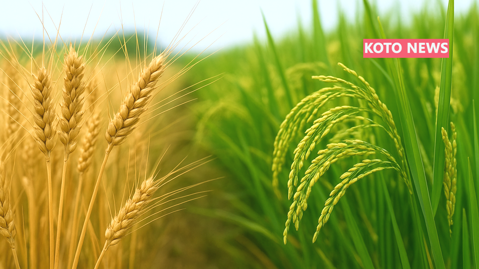 भारत में गेहूं उत्पादन