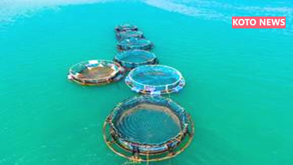 भारत का मत्स्य पालन क्षेत्र 2025 तक 195 लाख टन मछली उत्पादन, 8.74% वार्षिक वृद्धि दर और ₹60,524 करोड़ के समुद्री खाद्य निर्यात के साथ रिकॉर्ड स्तर पर पहुँचा। सरकार की PMMSY, FIDF, PM-MKSSY जैसी योजनाएँ ग्रामीण आजीविका, निवेश और महिला सशक्तिकरण को नई दिशा दे रही हैं।